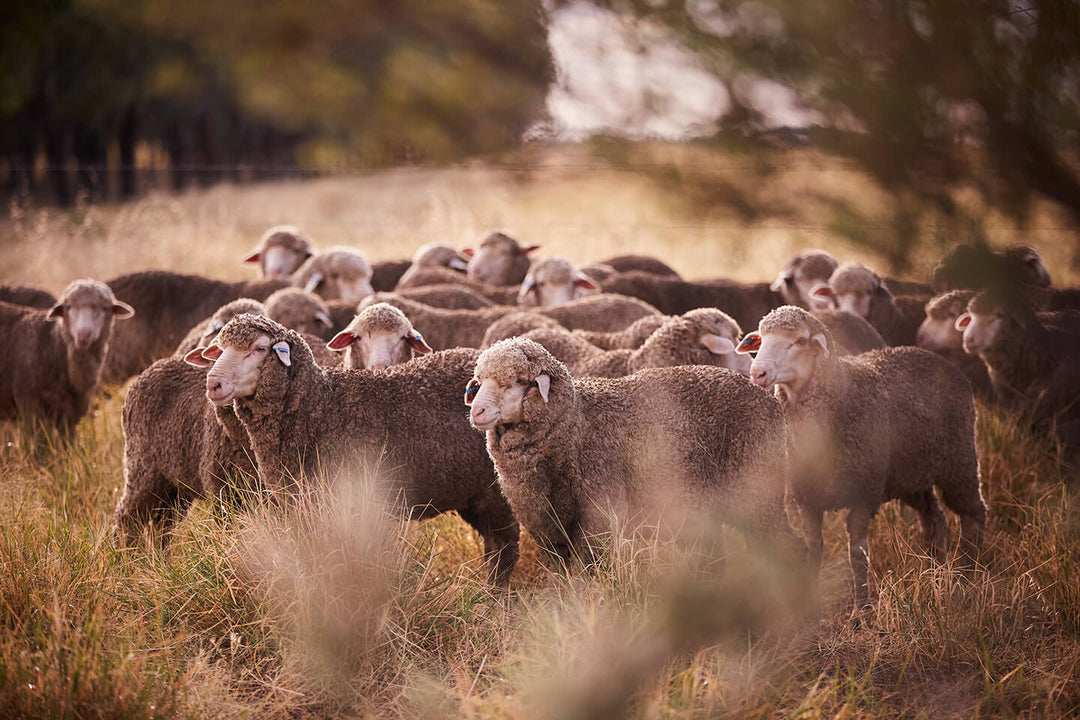 Merino Wool 101: Origins, Qualities, and Why Australia Does It Best