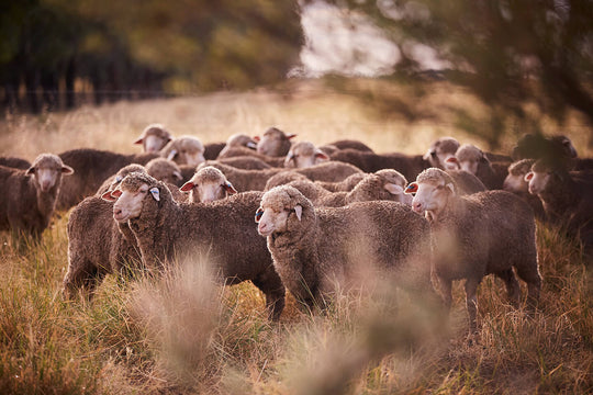 Merino Wool 101: Origins, Qualities, and Why Australia Does It Best